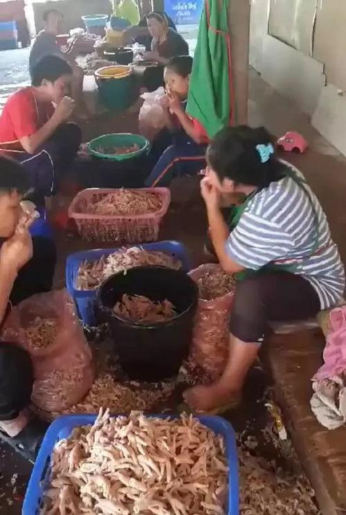 无骨鸡脚真实爆料视频,真实爆料视频大公开 第2张 无骨鸡脚真实爆料视频,真实爆料视频大公开 第2张